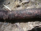 Nectria episphaeria image