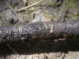 Nectria episphaeria image