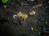 Tubaria dispersa image