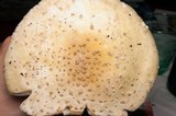 Amanita multisquamosa image