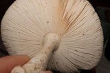 Amanita multisquamosa image