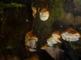 Antrodia serialis image