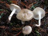 Hygrophorus agathosmus image