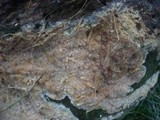 Radulomyces confluens image