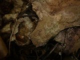 Hymenochaete carpatica image