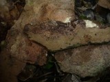 Hymenochaete carpatica image