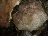 Hymenochaete carpatica image