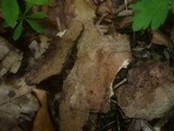Hymenochaete carpatica image