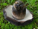 Tylopilus alboater image