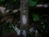Hypochnicium bombycinum image