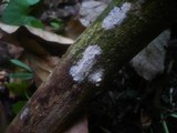 Hypochnicium bombycinum image