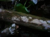 Hypochnicium bombycinum image