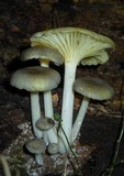 Chrysomphalina strombodes image