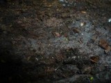 Rhizoctonia fusispora image