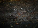 Rhizoctonia fusispora image