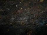 Rhizoctonia fusispora image