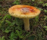 Amanita parcivolvata image