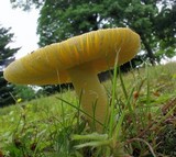Amanita parcivolvata image