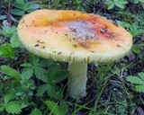 Amanita parcivolvata image