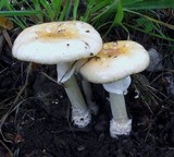 Amanita multisquamosa image