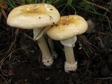 Amanita multisquamosa image