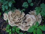 Meripilus sumstinei image