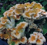 Laetiporus cincinnatus image