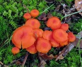Hygrocybe miniata image