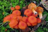 Hygrocybe miniata image
