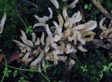 Clavaria rubicundula image