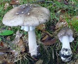 Amanita submaculata image