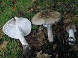 Amanita submaculata image