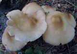 Marasmius nigrodiscus image