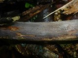 Peniophora cinerea image