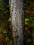 Peniophora cinerea image