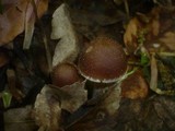 Psathyrella spadiceogrisea image