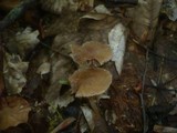 Psathyrella spadiceogrisea image