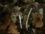 Psathyrella spadiceogrisea image