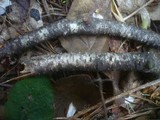 Pseudovalsa lanciformis image