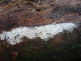 Sistotremastrum niveocremeum image