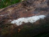 Sistotremastrum niveocremeum image