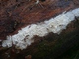 Sistotremastrum niveocremeum image