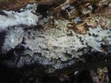 Sistotremastrum niveocremeum image