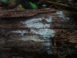 Sistotremastrum niveocremeum image