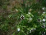 Microbotryum stellariae image