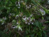 Microbotryum stellariae image