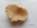 Pleurotus populinus image