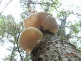 Pleurotus populinus image