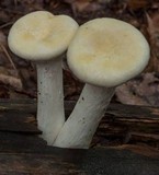 Pleurotus dryinus image