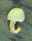 Agaricus auricolor image